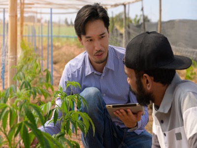 Professional cannabis cultivation consultant providing expert guidance near healthy cannabis plants in commercial grow facility